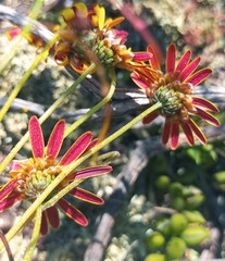 Ursinia discolor