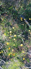 Ursinia discolor