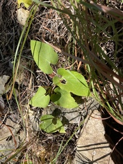 Matelea edwardsensis