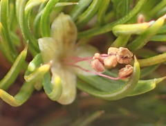Cliffortia paucistaminea australis