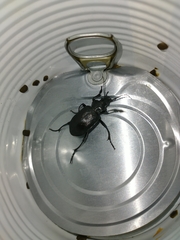 Calosoma vagans