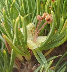 Cliffortia paucistaminea australis