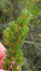 Cliffortia paucistaminea australis