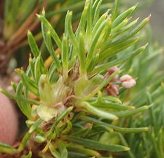 Cliffortia paucistaminea australis