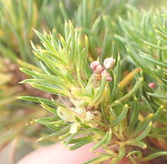 Cliffortia paucistaminea australis