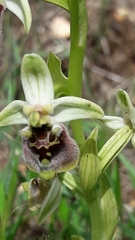 Ophrys bornmuelleri
