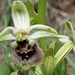 Ophrys bornmuelleri - Photo (c) עומר וינר, osa oikeuksista pidätetään (CC BY-NC), lähettänyt עומר וינר