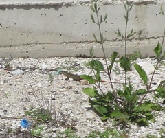 Aspidoscelis angusticeps