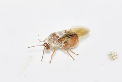 Andricus sternlichti