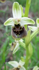 Ophrys bornmuelleri
