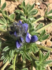 Lupinus micranthus