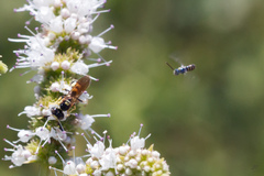 Philanthus pulchellus