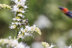 Philanthus pulchellus
