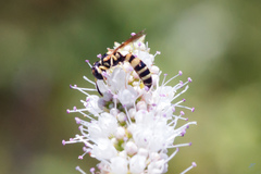 Philanthus pulchellus