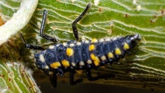 Olla