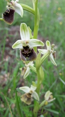 Ophrys bornmuelleri