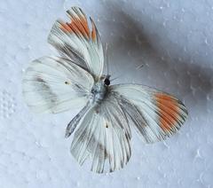 Colotis euippe omphale