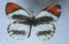 Colotis euippe omphale