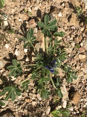 Lupinus micranthus