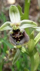 Ophrys bornmuelleri