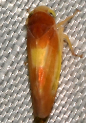 Colladonus setaceus