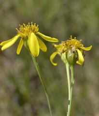 Senecio glaberrimus