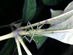 Venatorellus viridipedes