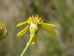 Senecio glaberrimus