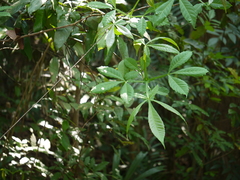 Vitex altissima