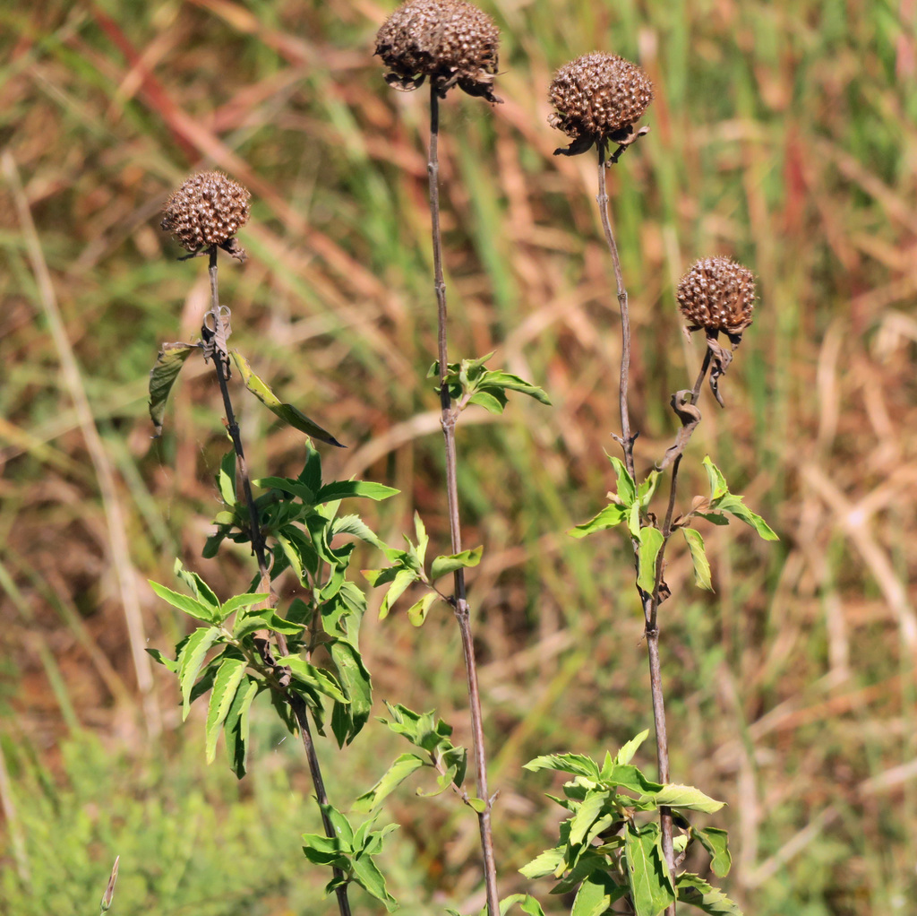 wild bergamot from Dallas, TX, USA on September 15, 2021 at 1141 AM by