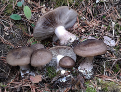 Lyophyllum transforme