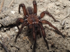 Myrmekiaphila