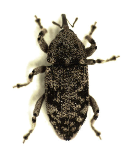 Strongylopterus hylobioides · iNaturalist
