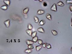 Lyophyllum transforme