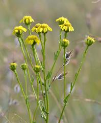 Senecio inornatus