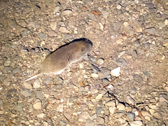 Thomomys talpoides