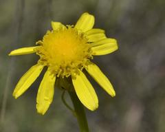Senecio inornatus