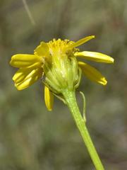 Senecio inornatus