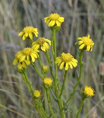 Senecio inornatus
