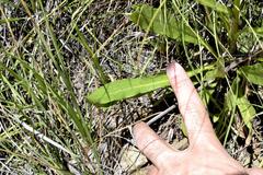 Senecio inornatus