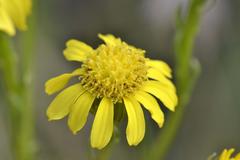 Senecio inornatus