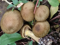 Cortinarius venetus