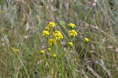 Senecio inornatus