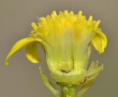 Senecio inornatus