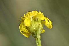 Senecio inornatus