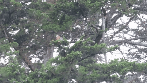 Red-shouldered Hawk photographed in California
