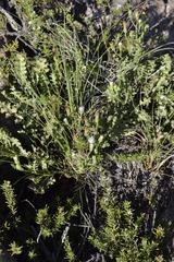 Senecio subrubriflorus