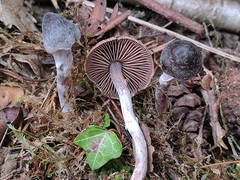 Cortinarius gallurae