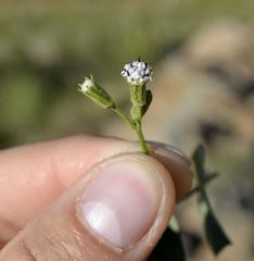 Senecio subrubriflorus