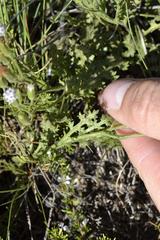 Senecio subrubriflorus